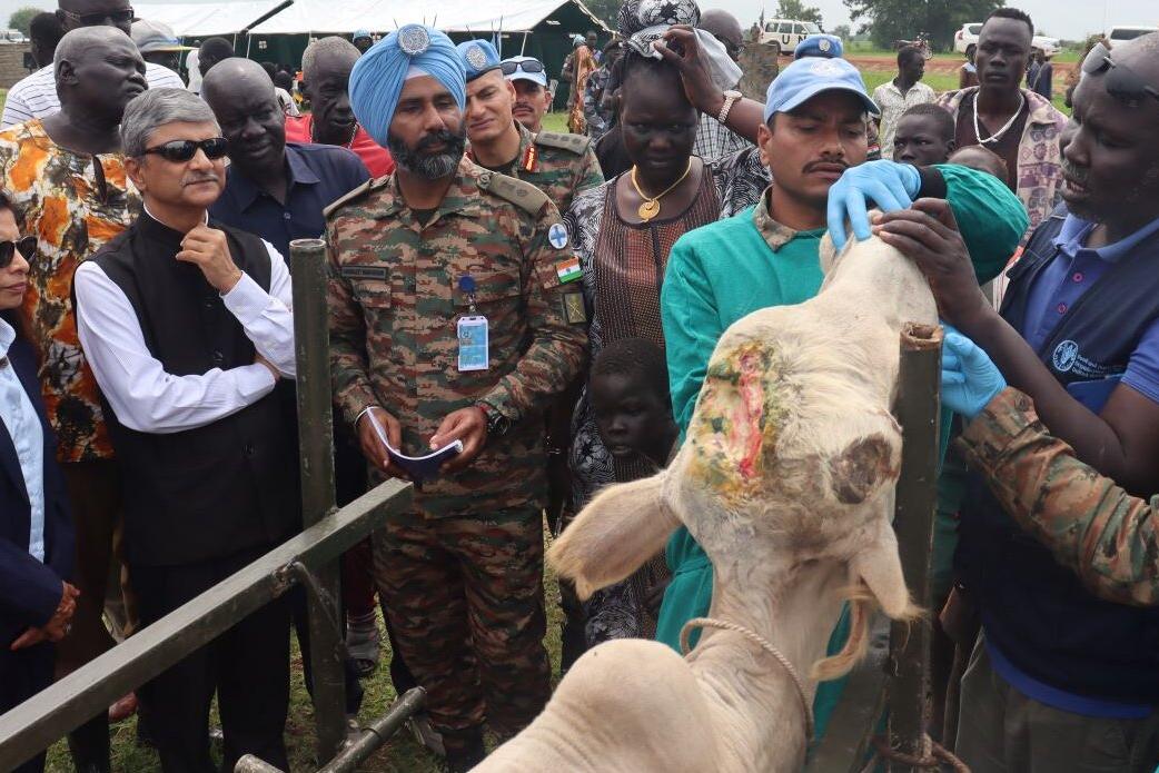 Group of people gathered around a restrained cow with a visible wound on its head, while individuals in uniforms and protective gloves attend to the animal.